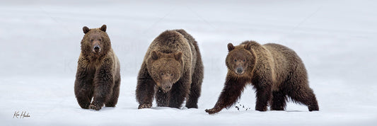 When Momma Came Down that Mountain